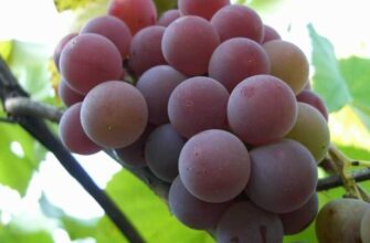 vinograd virashivanie v sadu vidi i sorta 62rr3y12