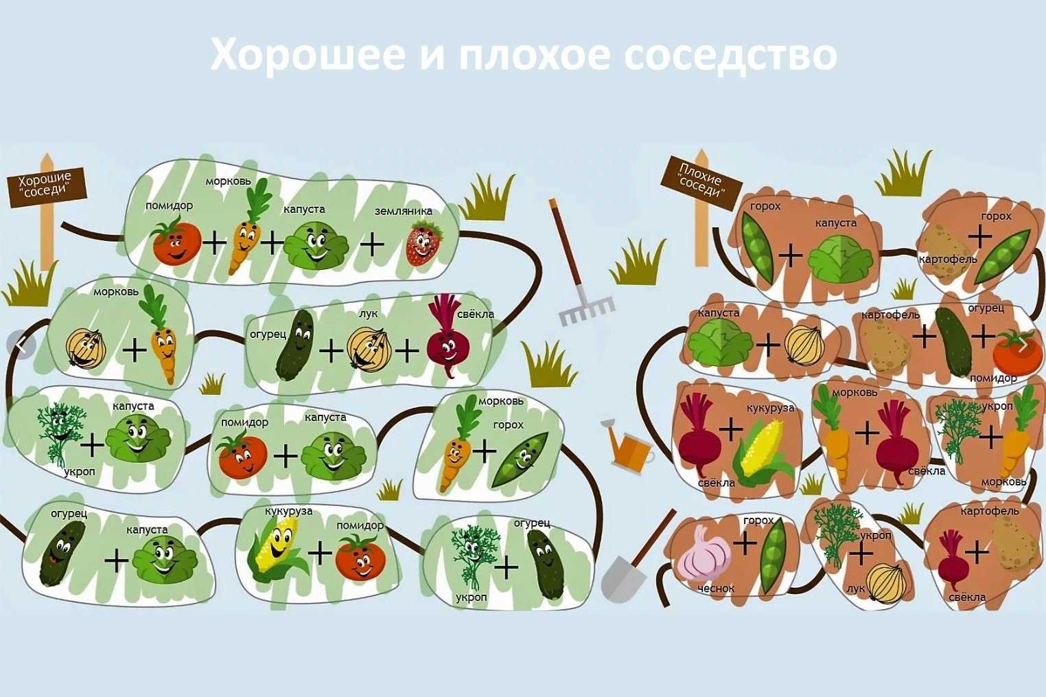 Что лучше посадить рядом. Схема смешанных посадок овощей на огороде. Совместная посадка овощей на одной грядке схема. Таблица смешанных посадок овощей на огороде таблица. Совместимость растений на грядке.