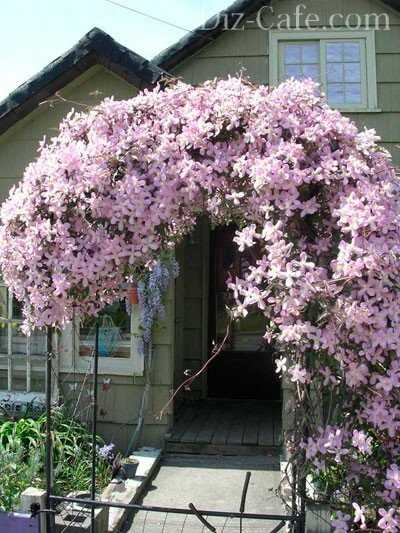 10 красиво цветущих лиан для украшения вашего сада