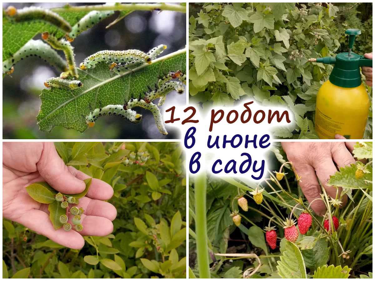 Уберите плоды созревших растений