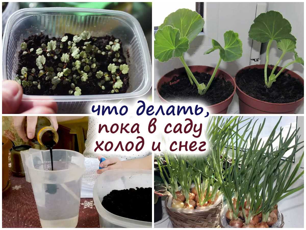 Посадите новые растения
