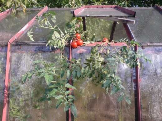 4. Какие еще способы подкормки томатов могут быть эффективными?