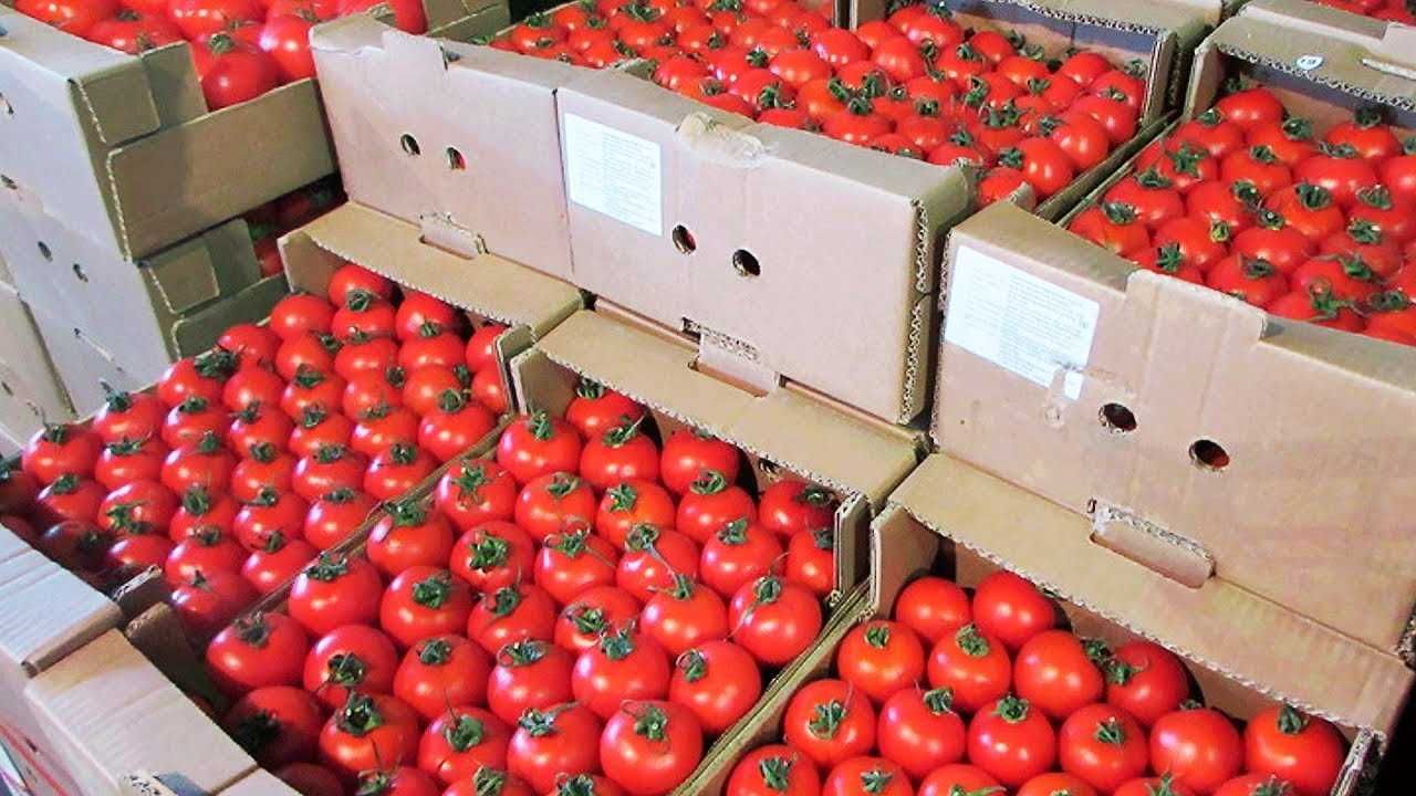 Выводы: как получить рекордный урожай томатов с помощью первой подкормки