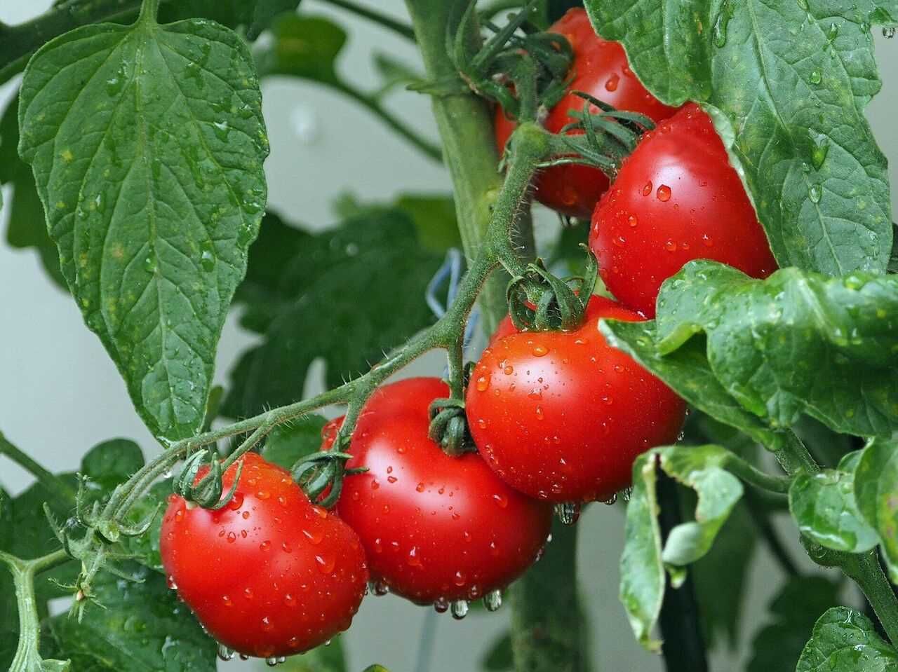 Как выбрать правильные удобрения для первой подкормки томатов