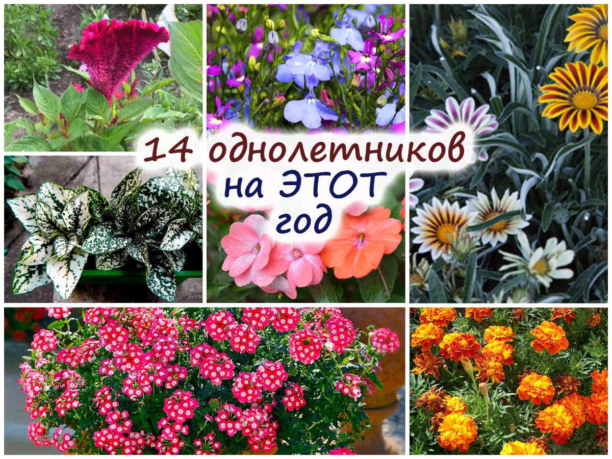 15 съедобных цветов из сада – некоторые просто настоящий деликатес!