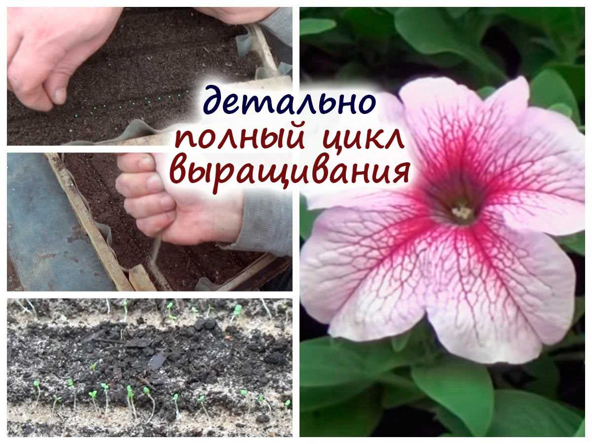 Как правильно посадить семена петунии на рассаду