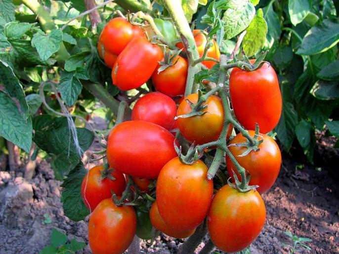 Как выбрать томаты в зависимости от высоты куста?