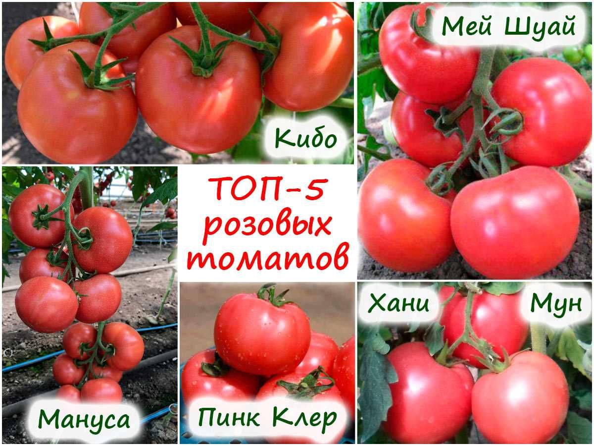 25 претендентов: выбираем томаты для открытого грунта – очень важно учитывать высоту куста!