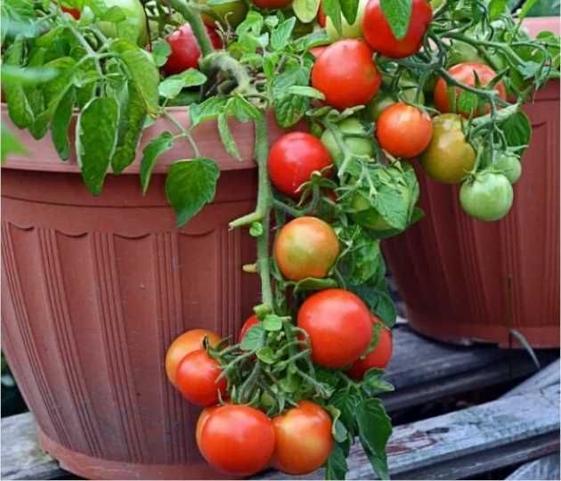 Как выбрать сорт томата для открытого грунта, учитывая высоту куста?