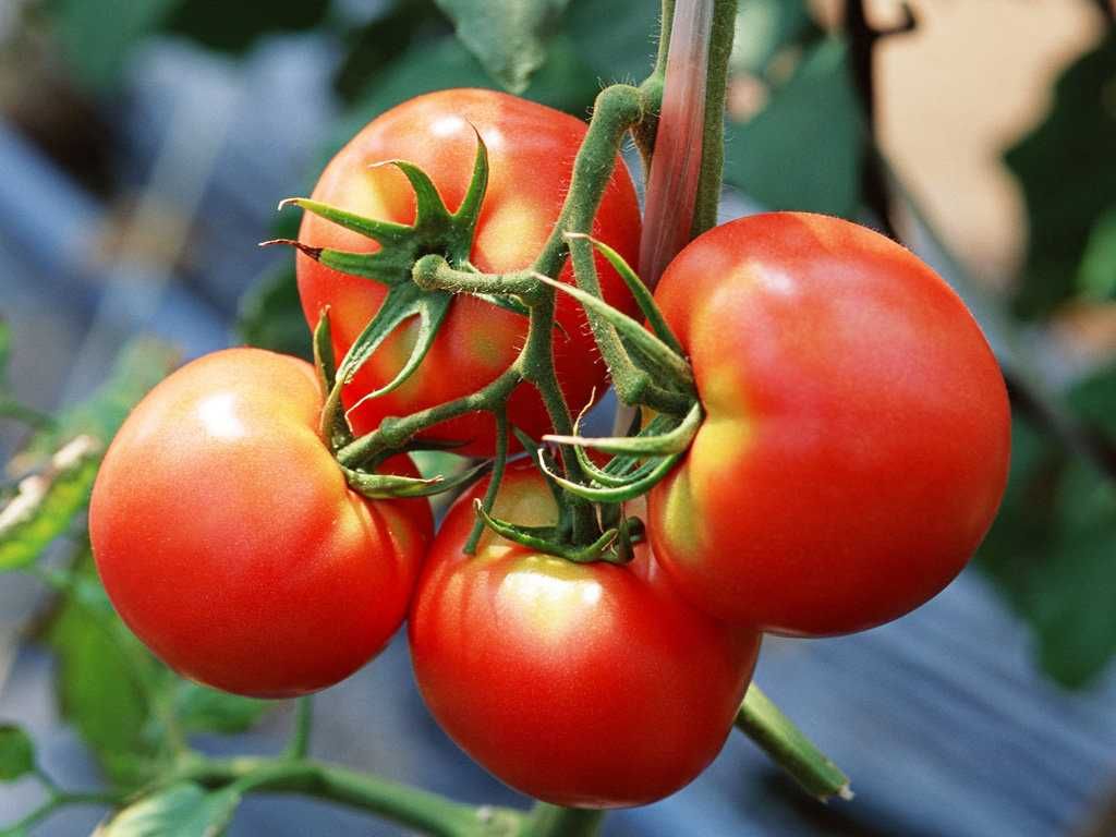 Сорта томатов с высотой куста 1,5-2 м для открытого грунта