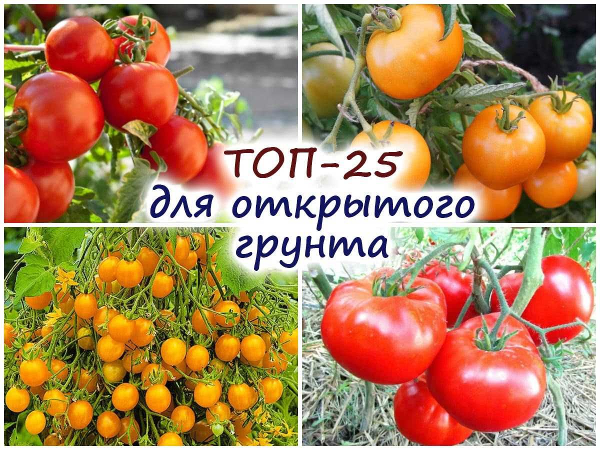 Какие сорта томатов хорошо растут на открытом грунте?