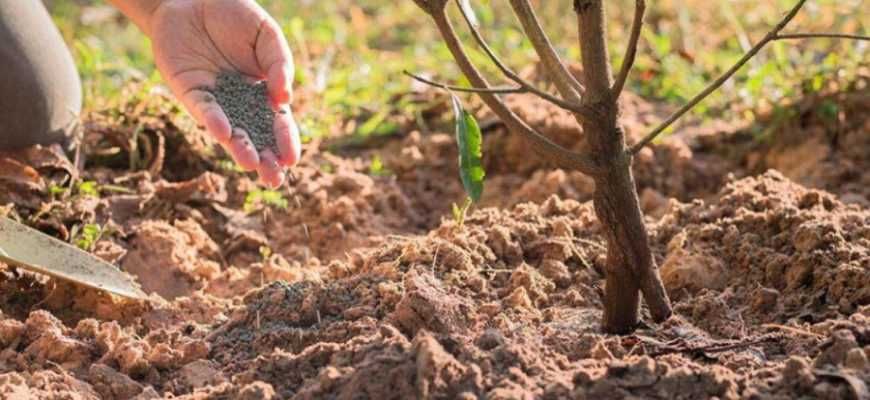 3 обязательных компонента для удобрения почвы осенью – внести органику или минеральные подкормки?