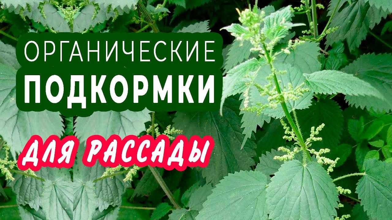 Компостное удобрение из остатков пищи