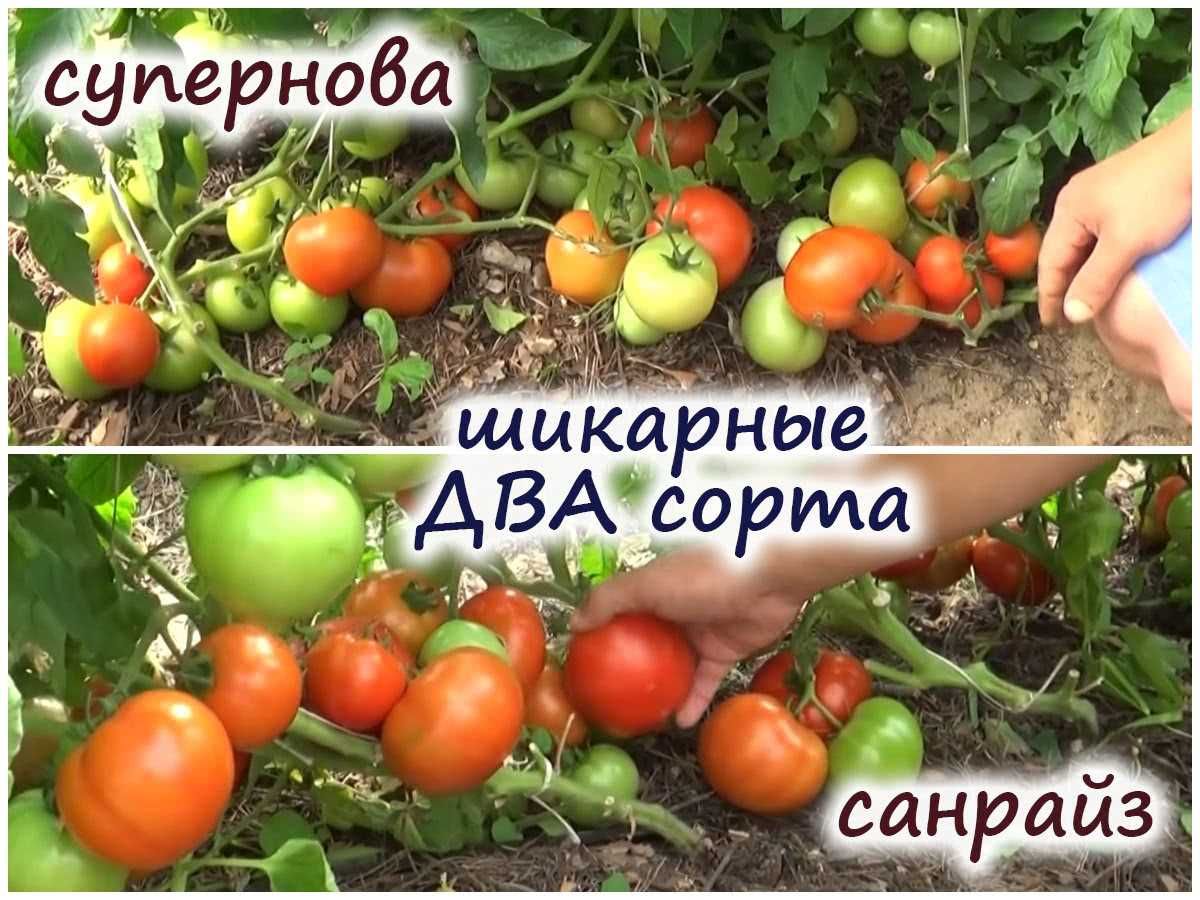 3 причины, почему первая кисть томатов осыпается – как этого не допустить и повысить урожайность?