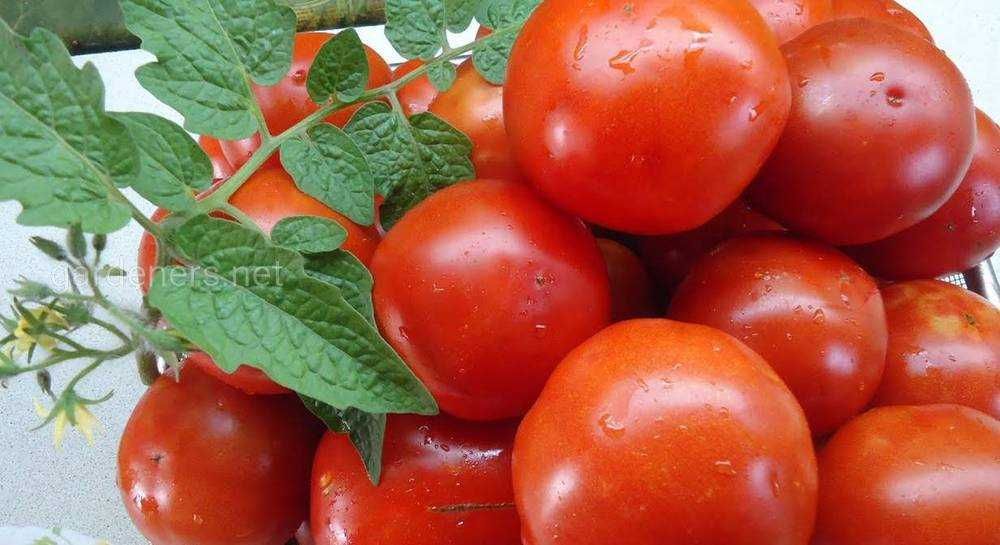 5 необычных томатов, которые стоит посадить в этом сезоне!