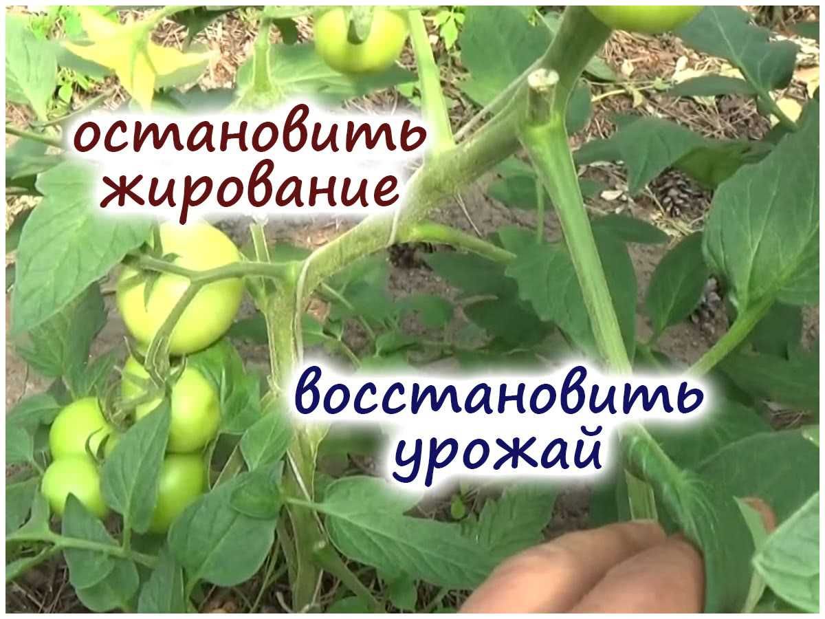 Шаг 2: Подкармливайте томаты органическим удобрением