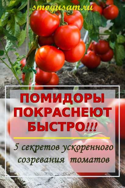 5 советов, как можно ускорить созревание томатов на кусте