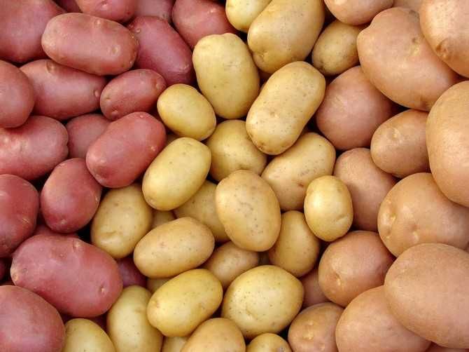 Неправильное хранение картофеля
