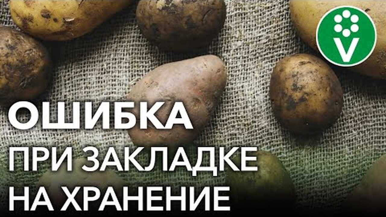 7 основных причин плохого урожая картофеля – исправляем ошибки