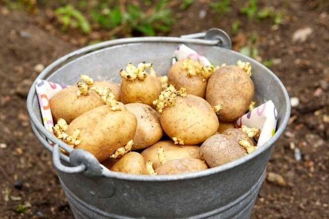 Подготовка почвы для выращивания картофеля