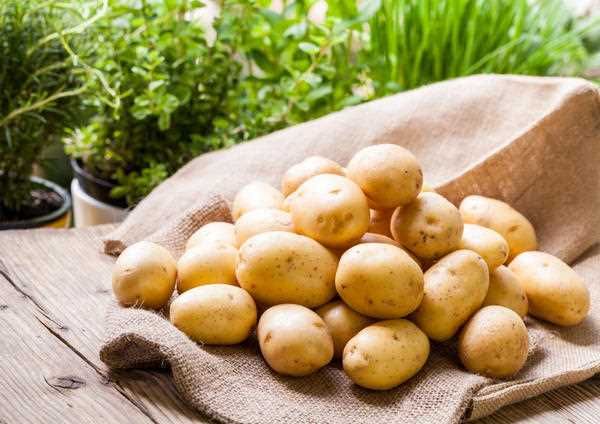 7 правил хорошего урожая картофеля – как выкапывать по ведру с куста
