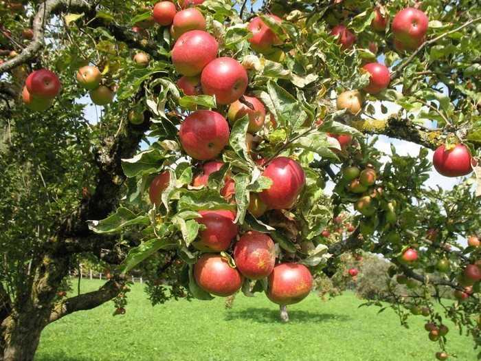 Как правильно обрезать яблоню для плодоношения?