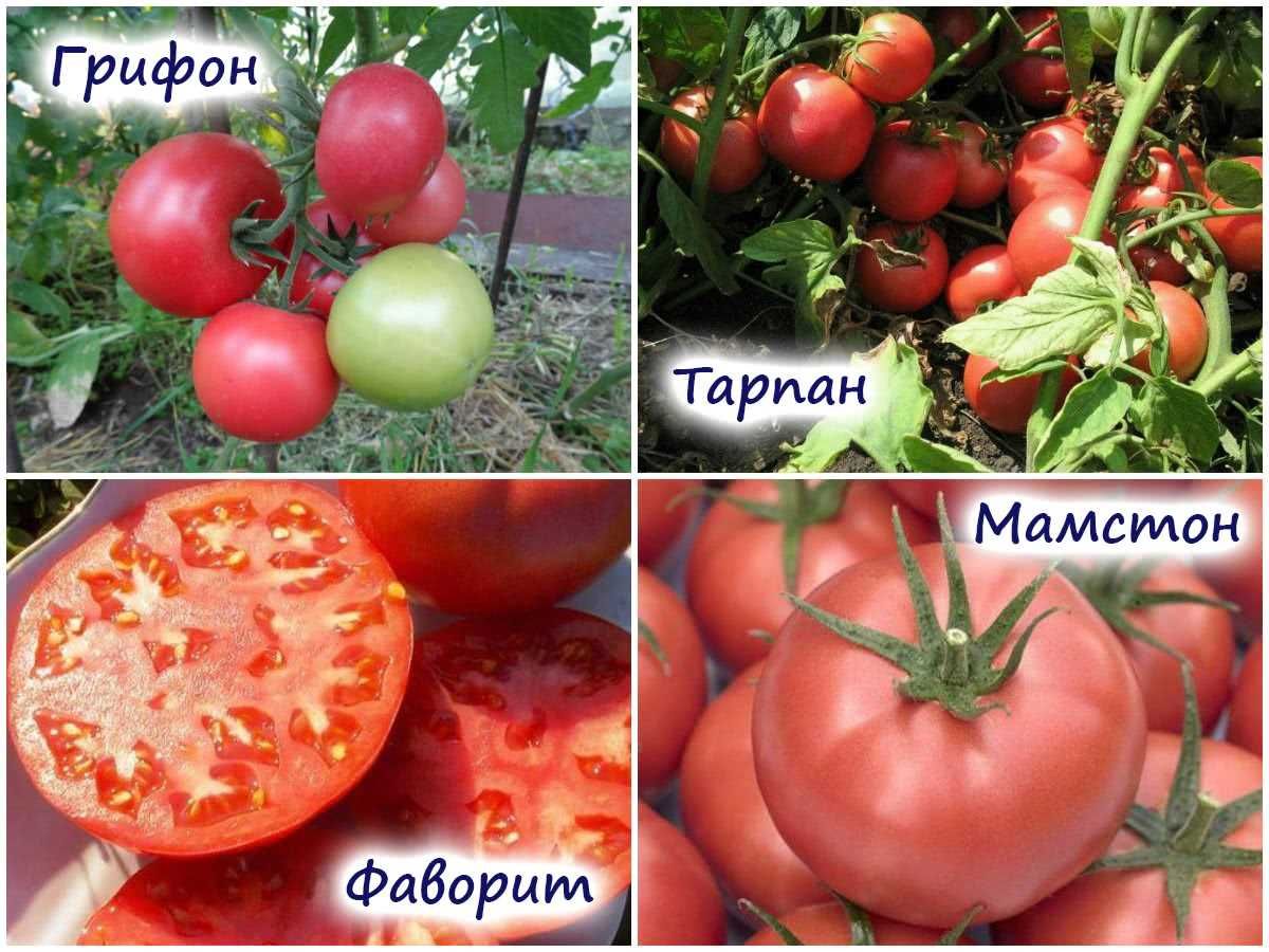 7 проверенных розовых томатов – сорта и гибриды под разные нужды!