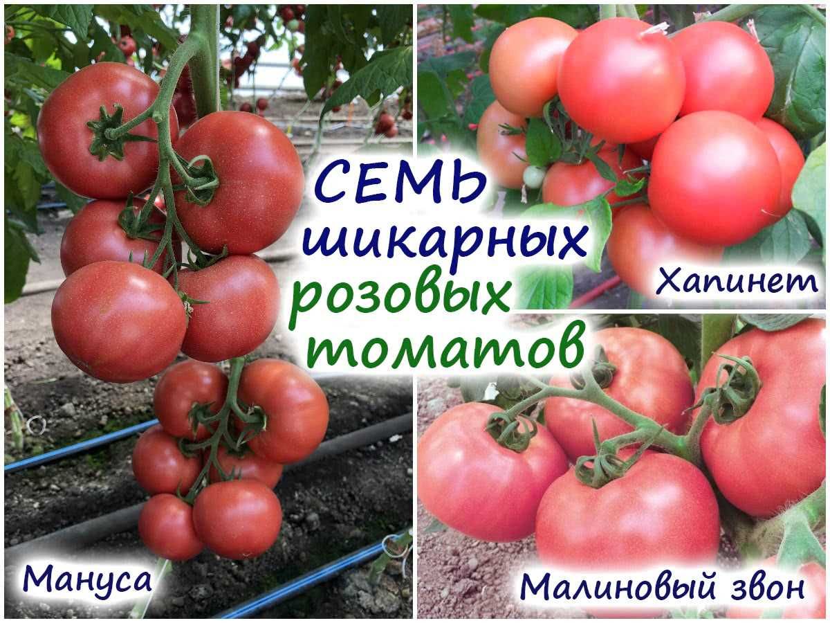 Розовые томаты для выращивания в открытом грунте