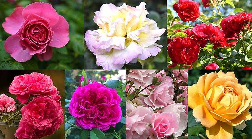7 сортов роз, которые не нужно укрывать на зиму