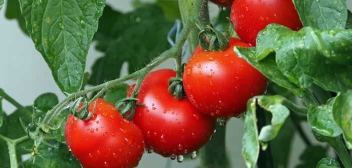 Правильная техника посева томатов