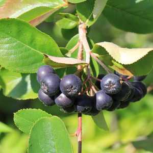 Арония черноплодная: выращивание в саду, сорта