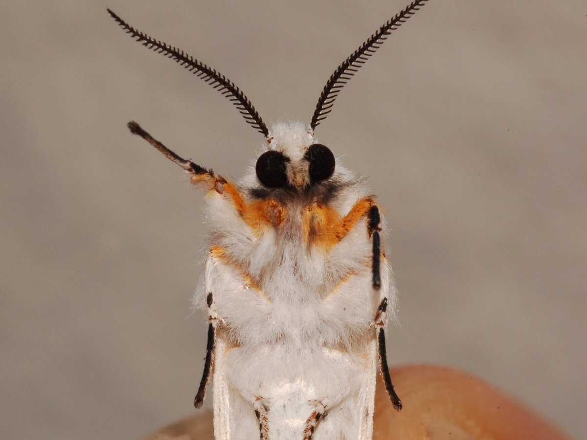 Гусеница белой бабочки. Hyphantria cunea Drury. Златогузка бабочка. Американская белая бабочка Hyphantria cunea Drury. Златогузка гусеница и бабочка.