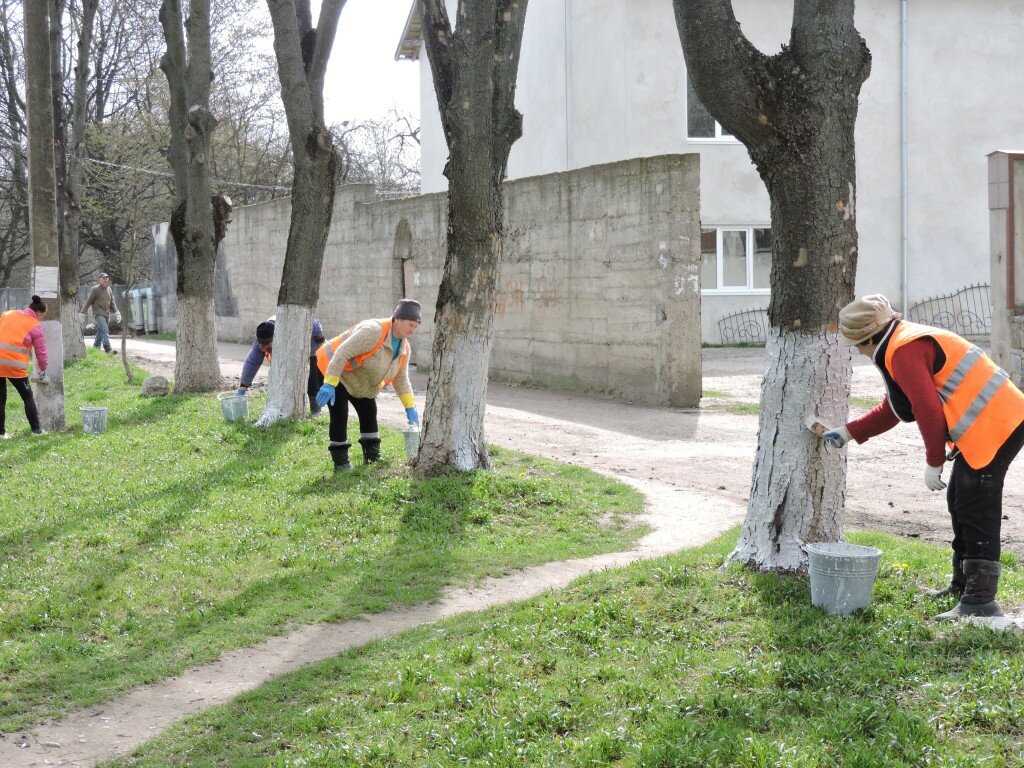 Как осветление деревьев влияет на их рост и развитие?