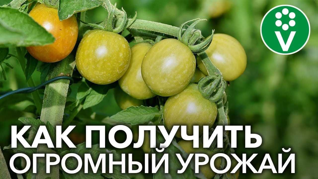 Выбор сортов помидоров для посева