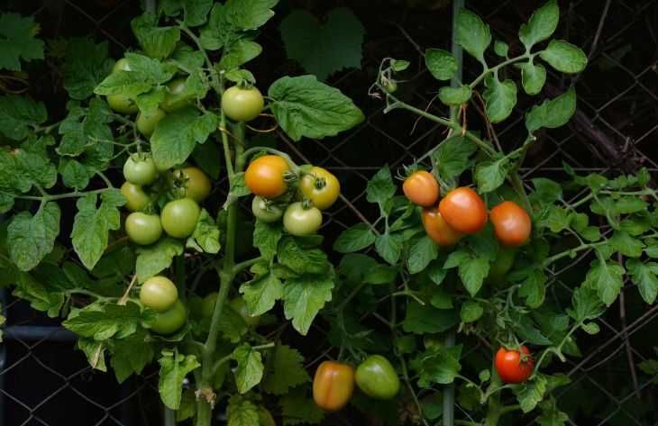 Борьба с вредителями и болезнями помидоров