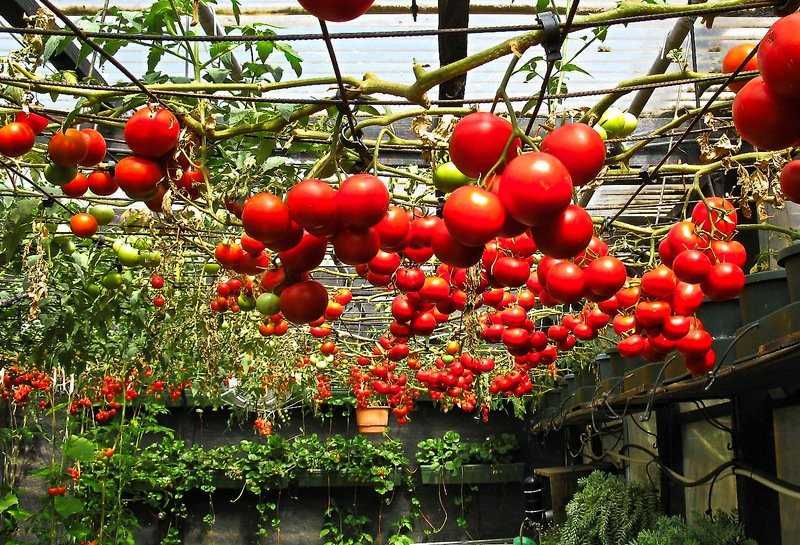 Подвязка и формирование кустов помидоров