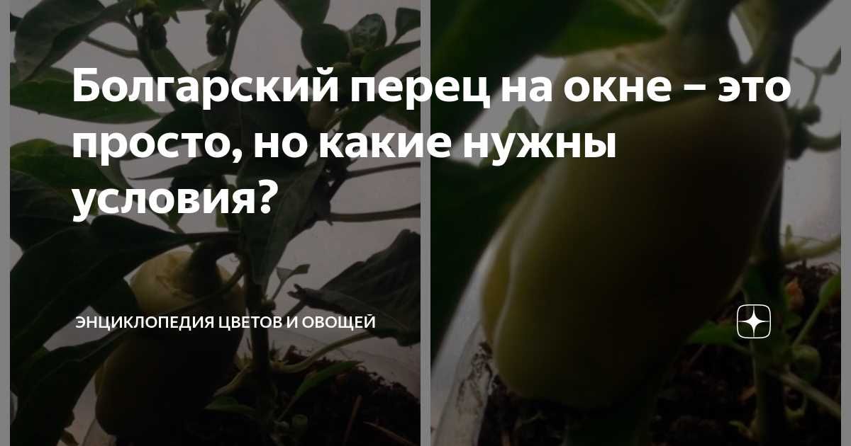 Болгарский перец на окне – это просто, но какие нужны условия?