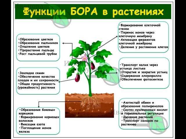 Как правильно применять борную кислоту