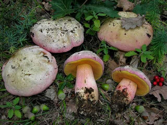 Боровики в ноябре – где искать, как отличить от сатанинского гриба, можно ли вырастить на окне?