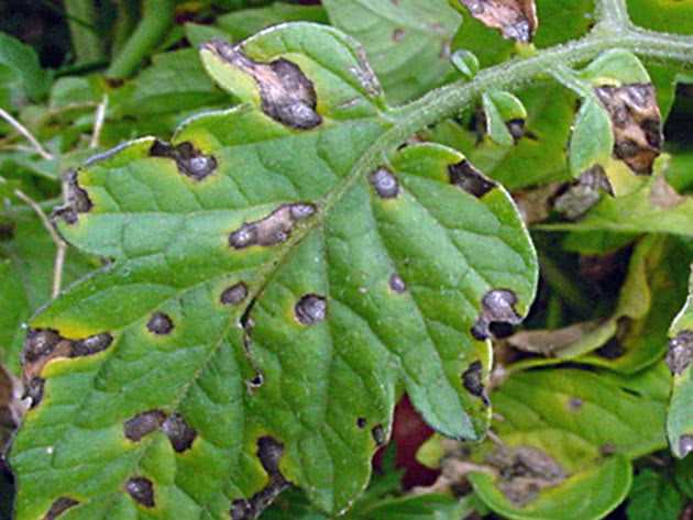 Бурая пятнистость, или кладоспориоз, на помидорах – как спасти урожай при обнаружении симптомов?