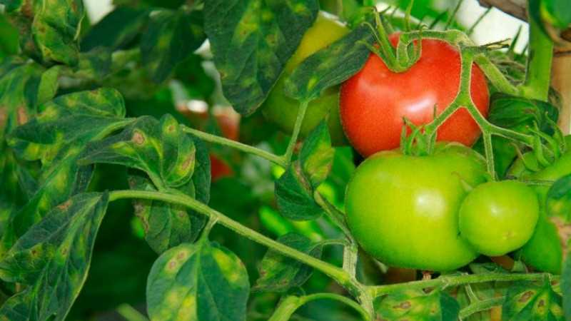 Вредоносные организмы, вызывающие бурую пятнистость на помидорах