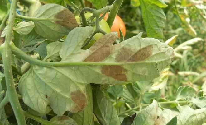 Как сохранить урожай помидоров при бурой пятнистости