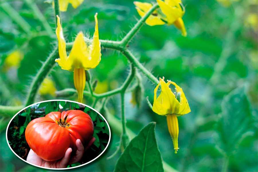 Органические удобрения для томатов