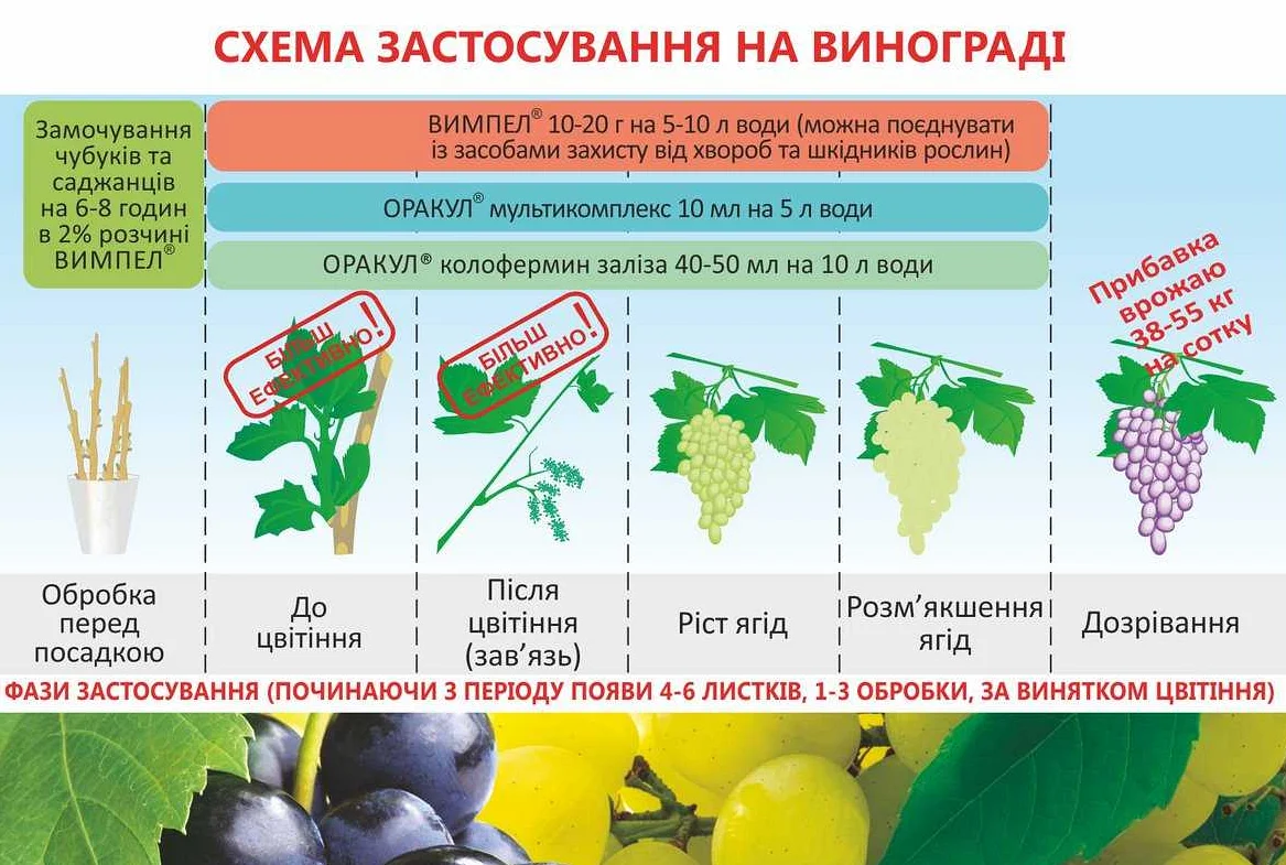 Мучнистая роса: симптомы, причины и лечение