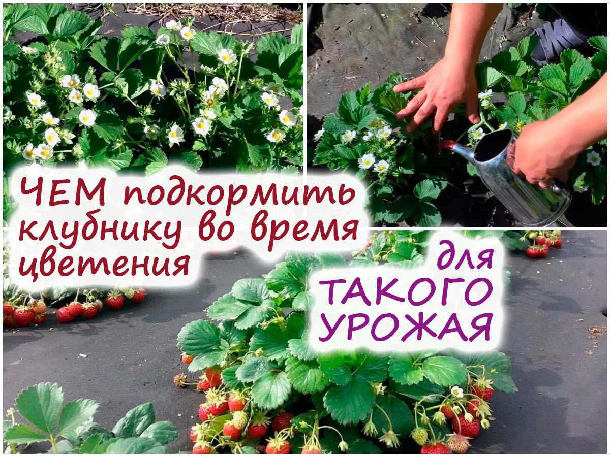 Полезные советы по подкормке клубники во время цветения для обеспечения обильного урожая