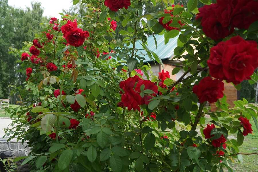 Удаление отцветших цветков роз в августе