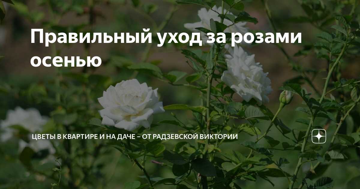 Как выбрать подходящий удобрительный состав?