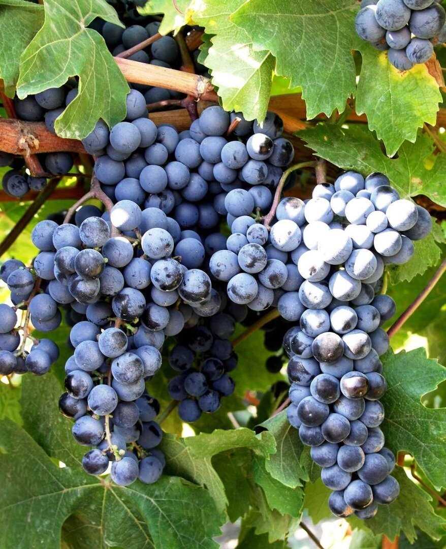 Антиоксиданты в плодах винограда