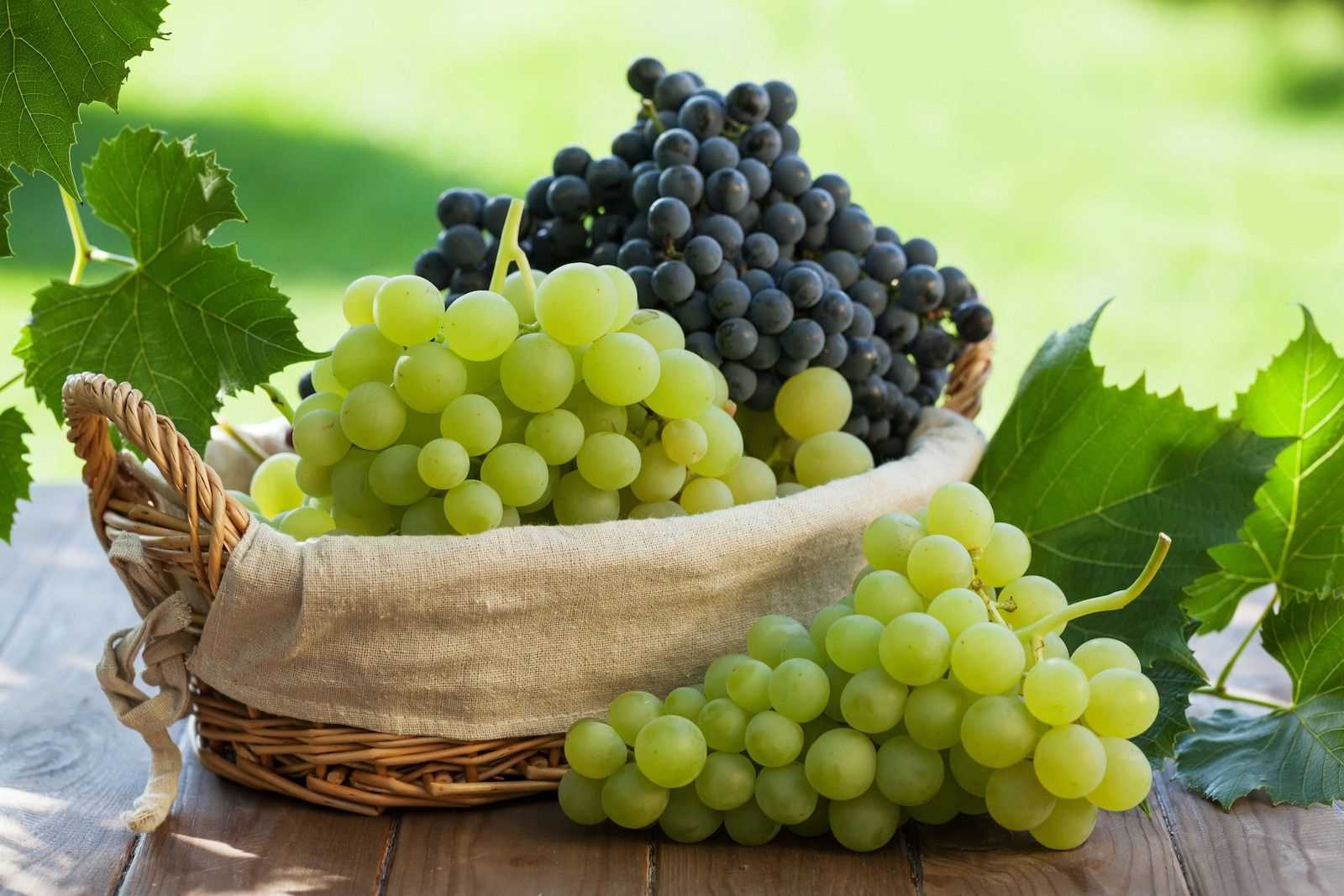Влияние винограда на пищеварительную систему
