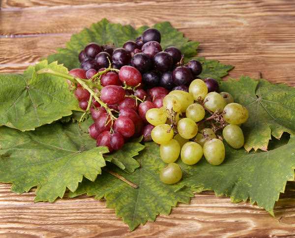 Роль винограда в профилактике сердечно-сосудистых заболеваний